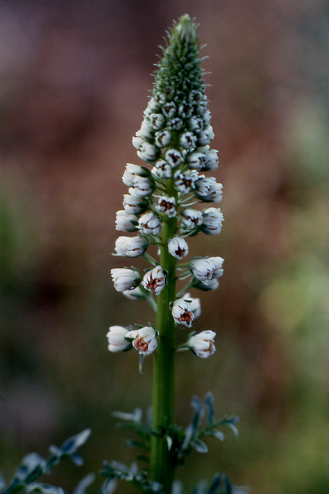 Reseda alba / Reseda bianca